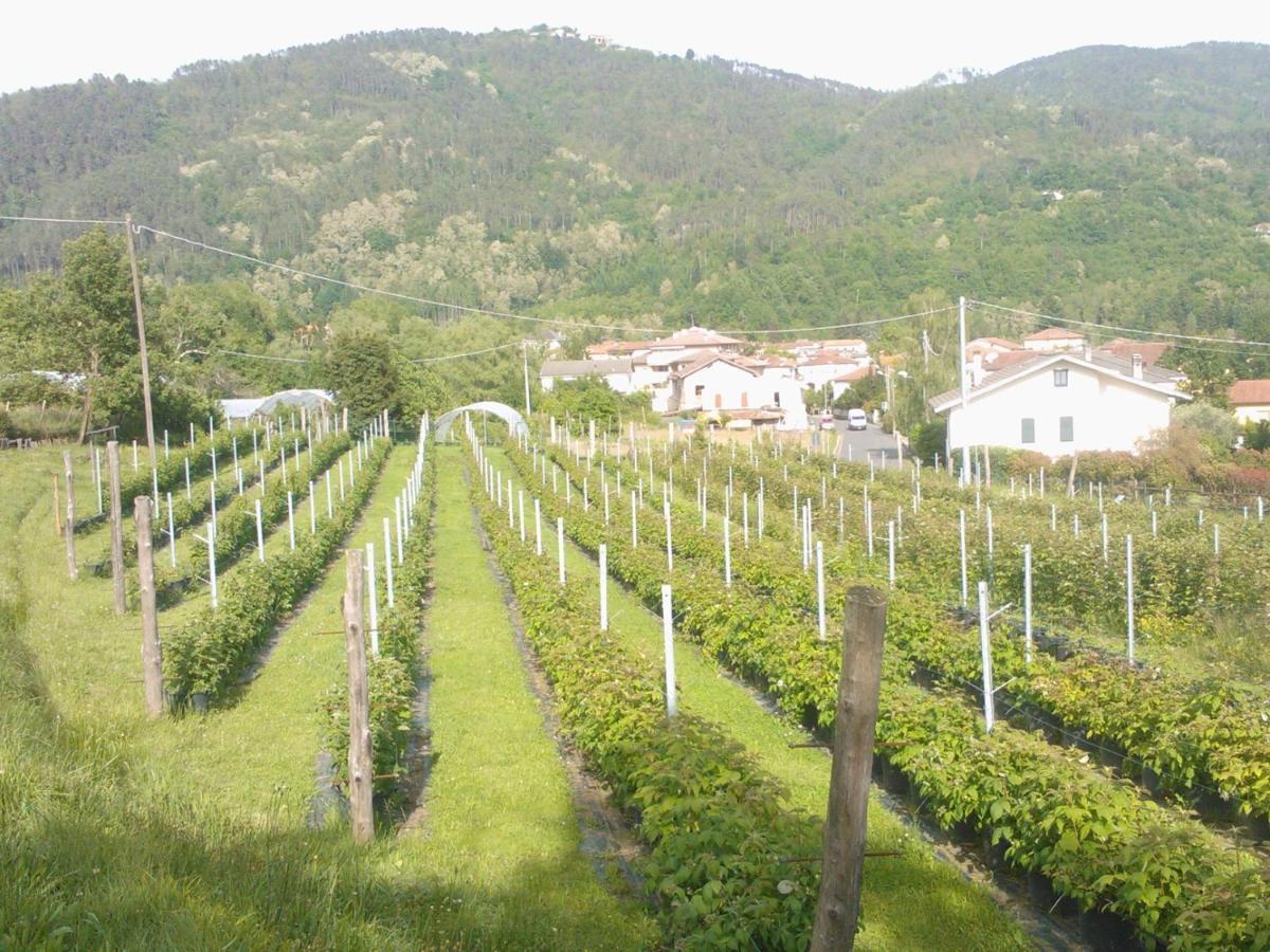 Agriturismo Tenuta Valletti. Sesta Godano Екстериор снимка